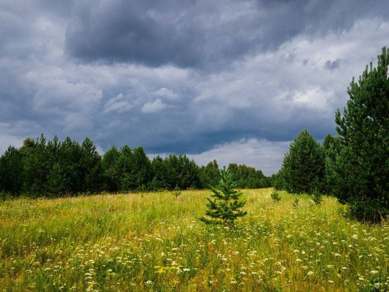 Land Clearing in Atlanta, GA