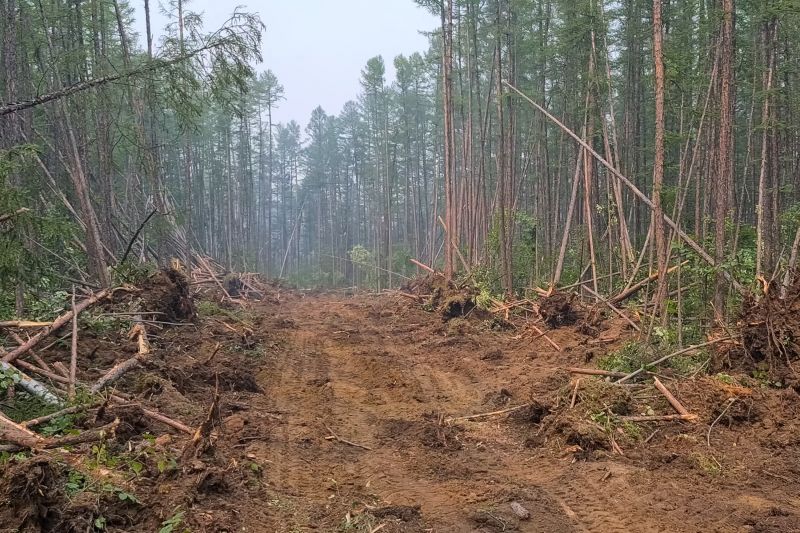 Pine Tree Clearing in Salt Lake City, UT